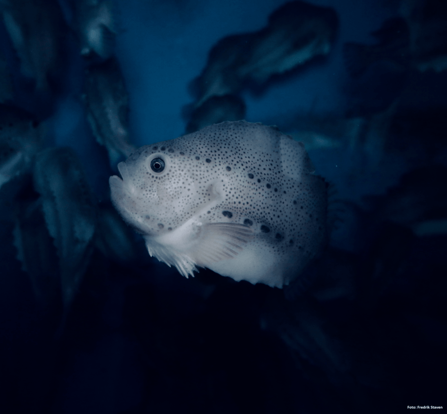 lumpfish plush